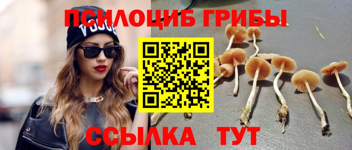 Псилоцибиновые грибы Cubensis  Вход с VPN  Кольчугино 